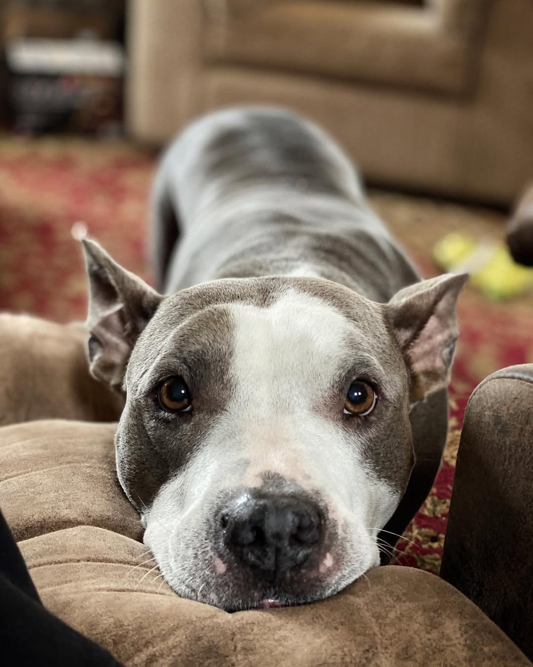 adorable dog