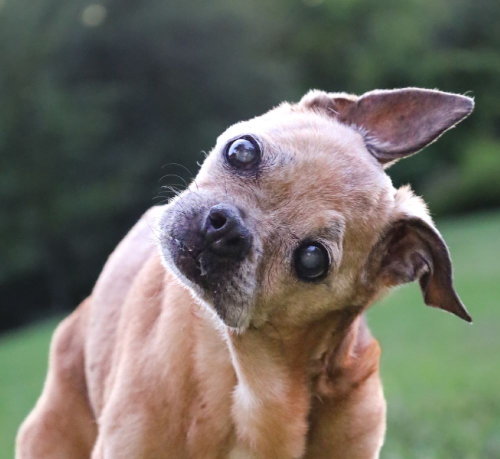 adorable dog