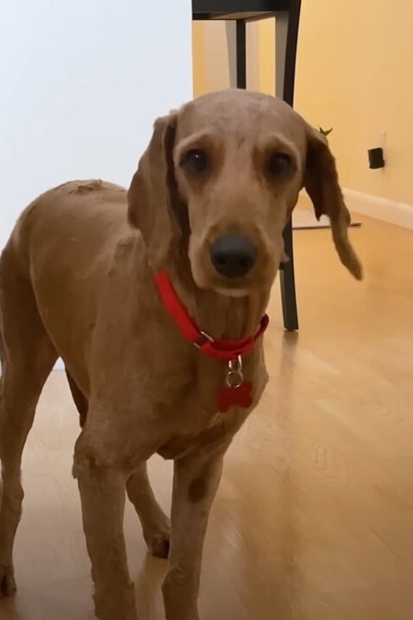 adorable dog in house