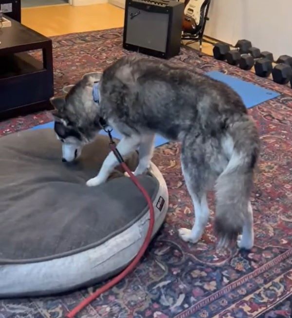 adorable dog in house