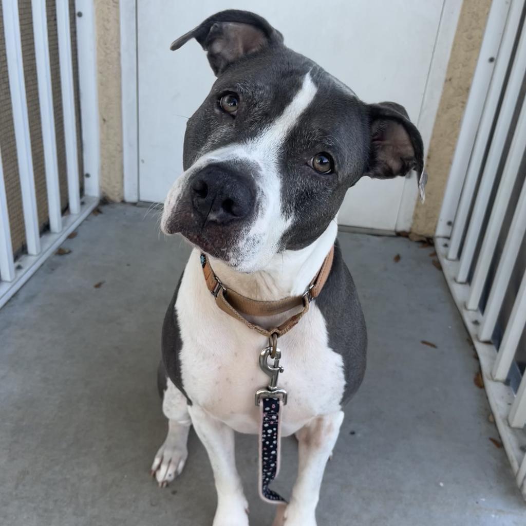 adorable dog in shelter
