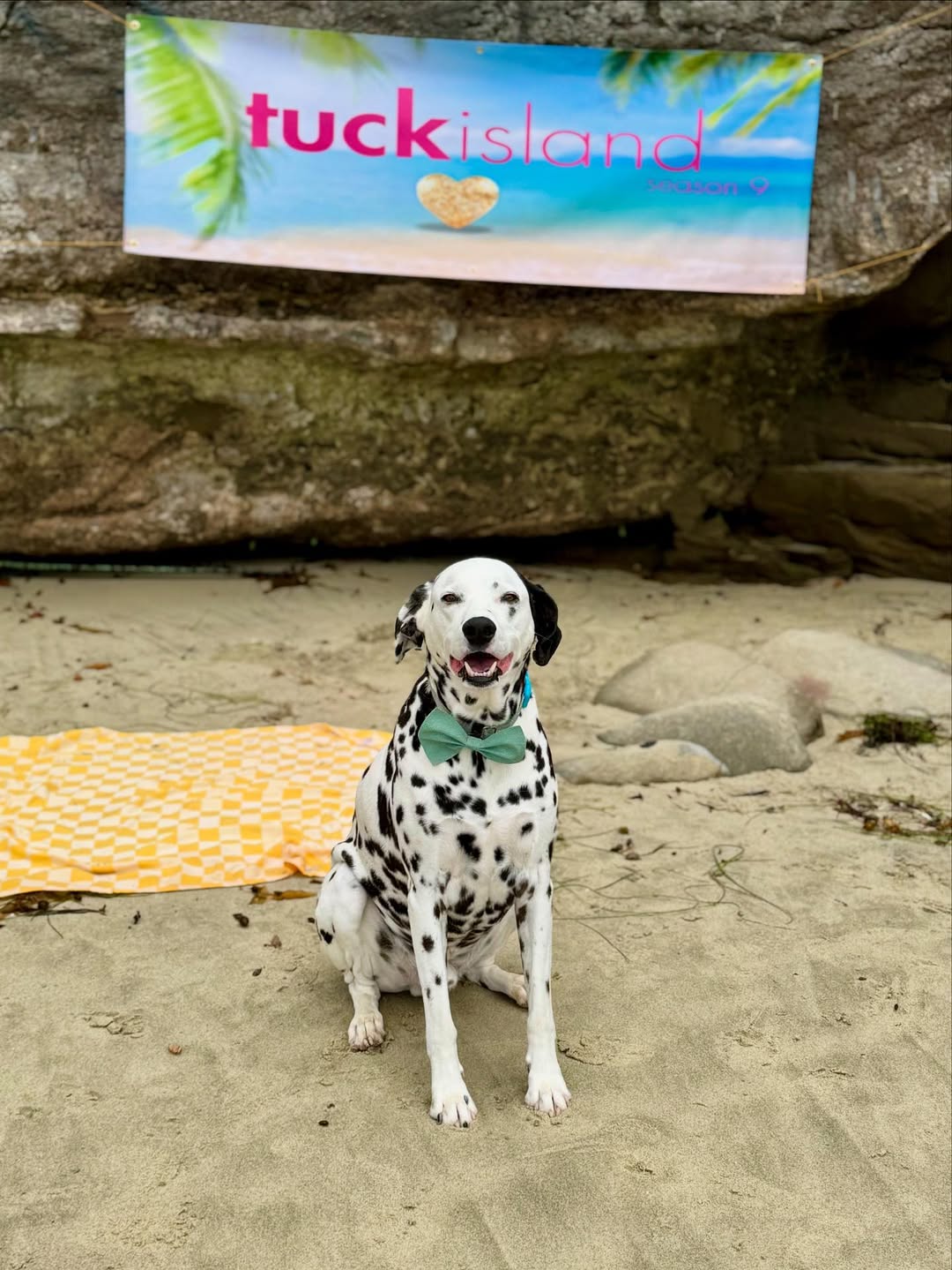adorable dog sitting down