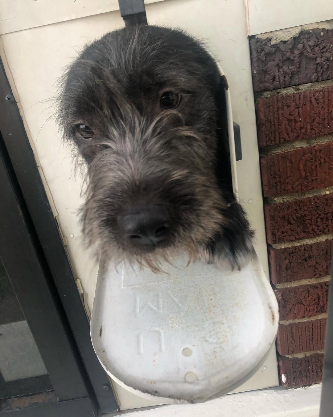 adorable gray dog