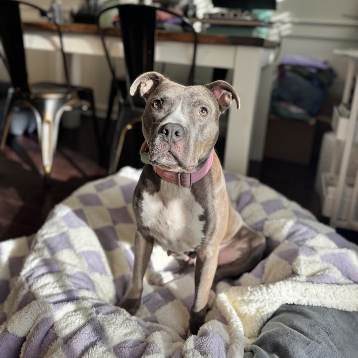 adorable gray dog