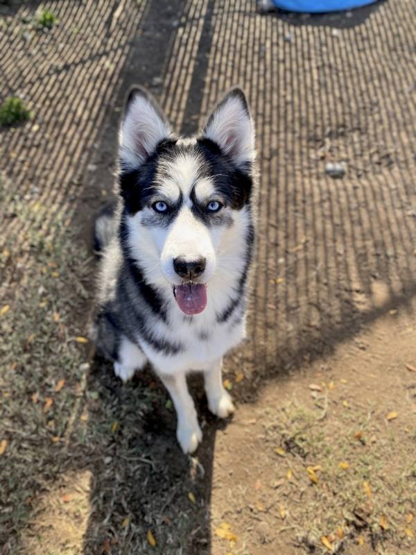 adorable husky