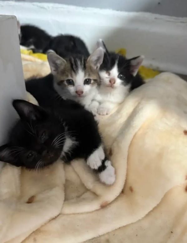 adorable kittens