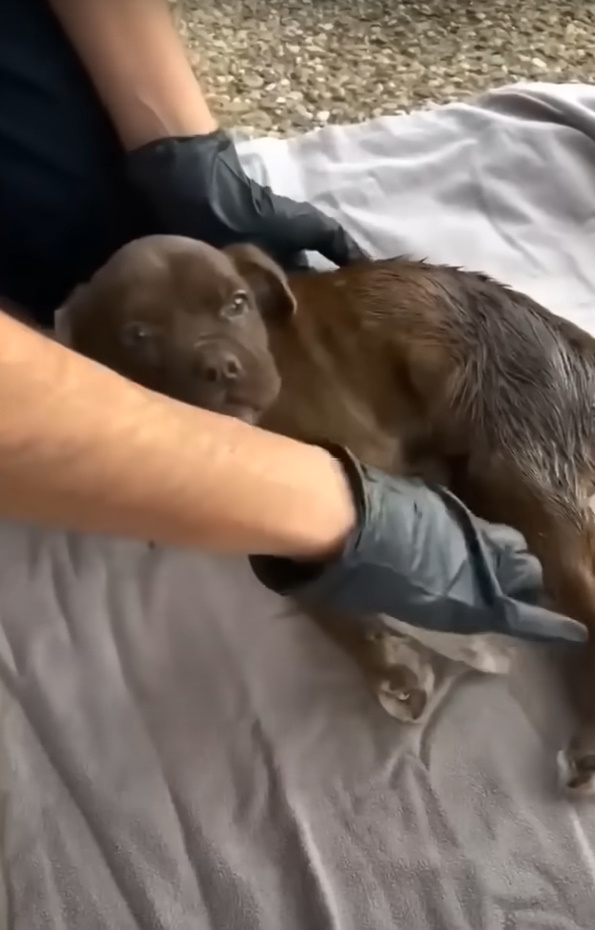 adorable puppy by the bridge 