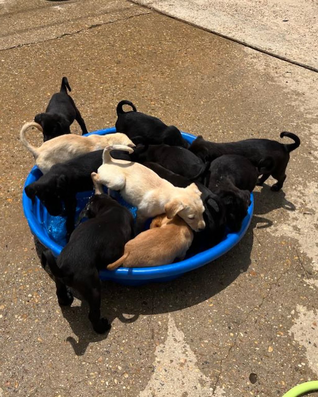 adorable puppies