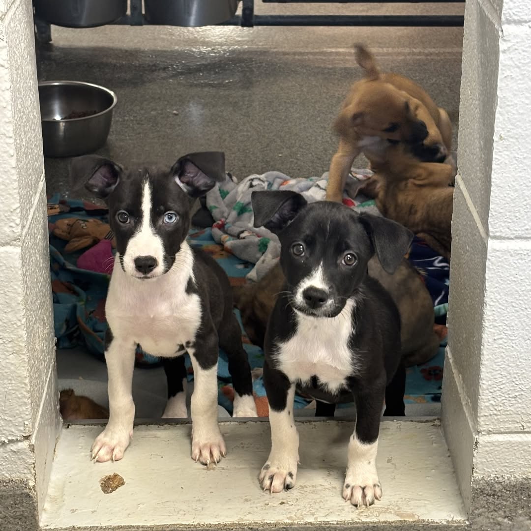 adorable puppies