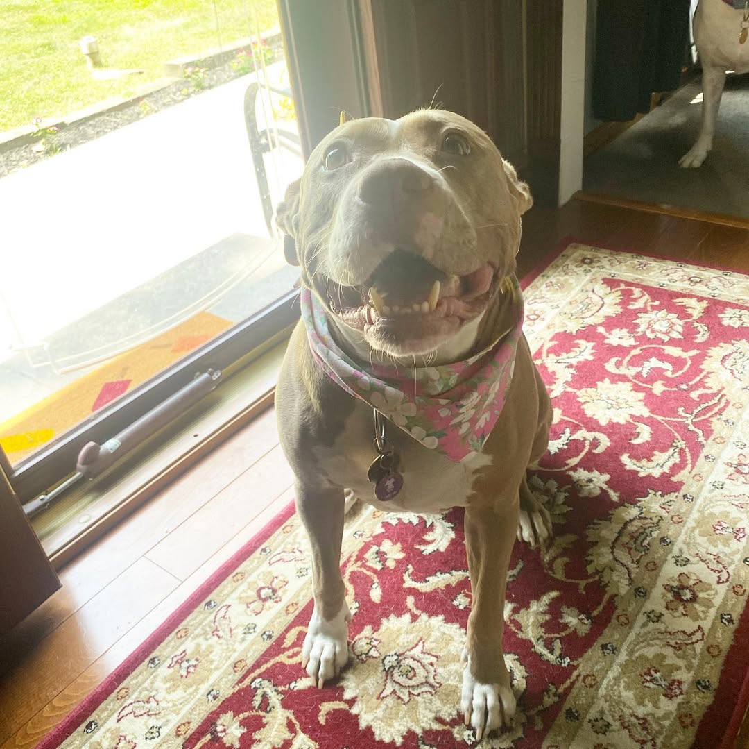 adorable senior dog