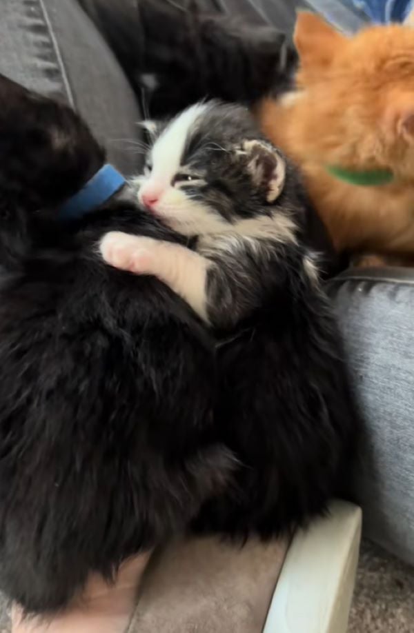 adorable tiny kitten