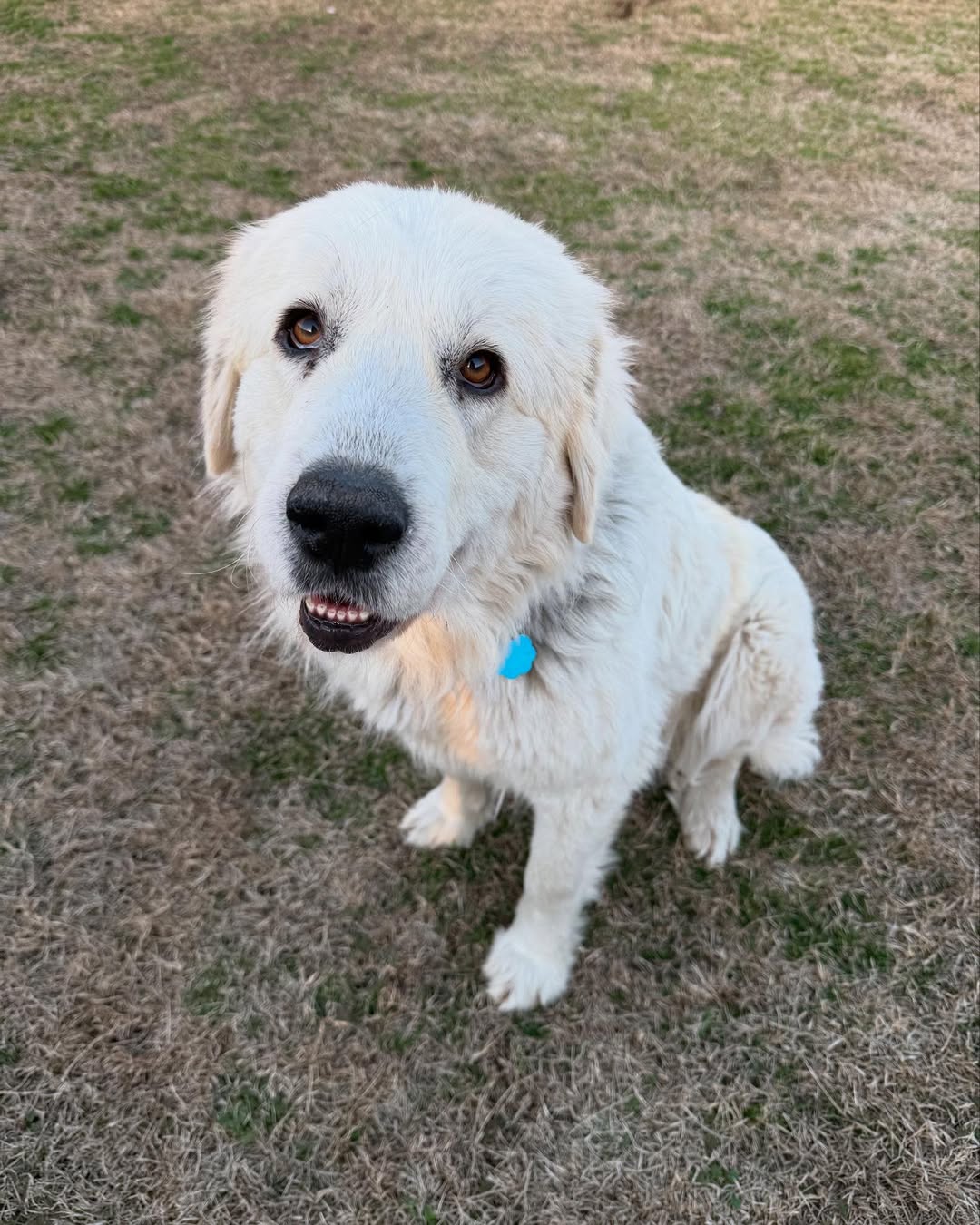adorable white dog