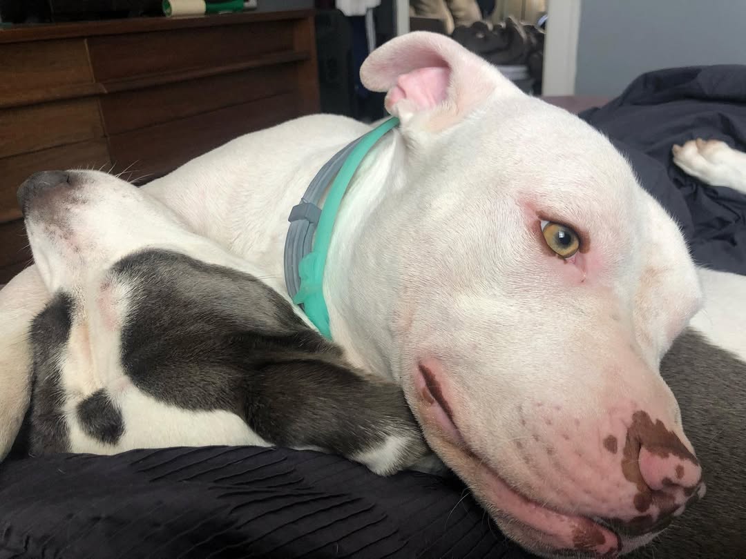 adorable white dog