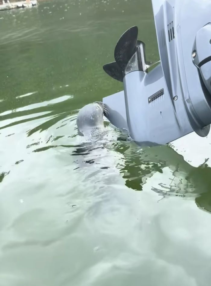 animal in water