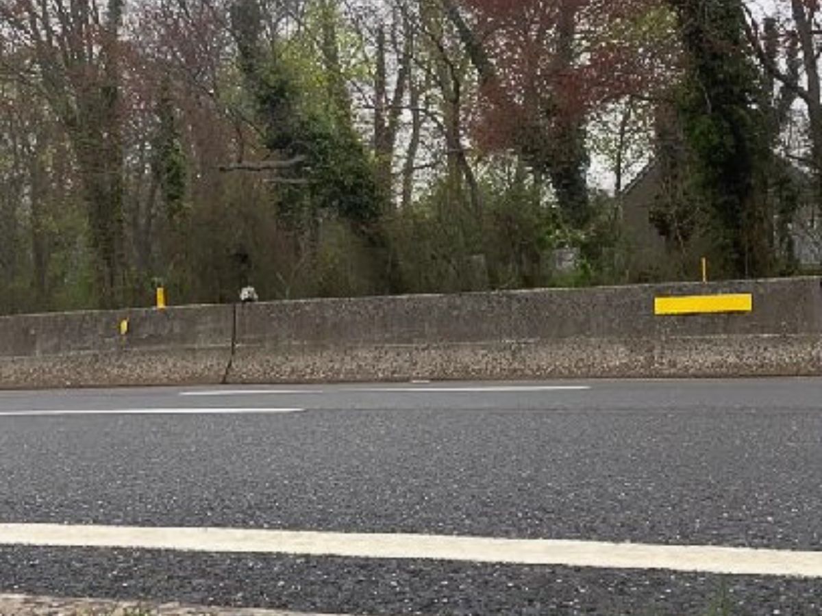 animal on highway 