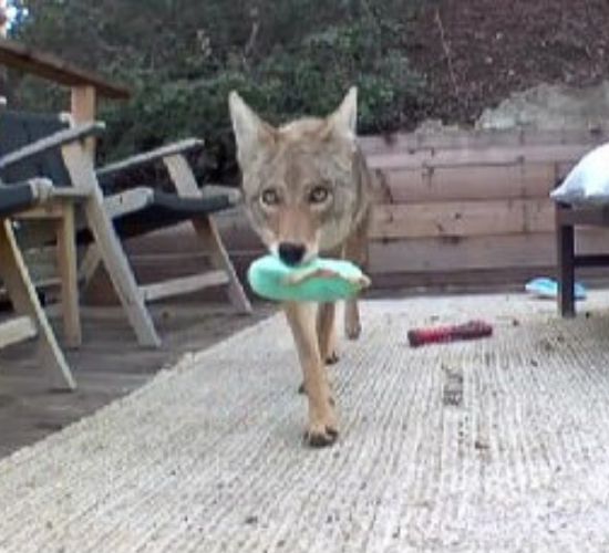 animal playing with toys 
