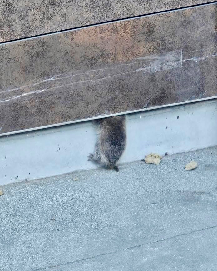 animal stuck
