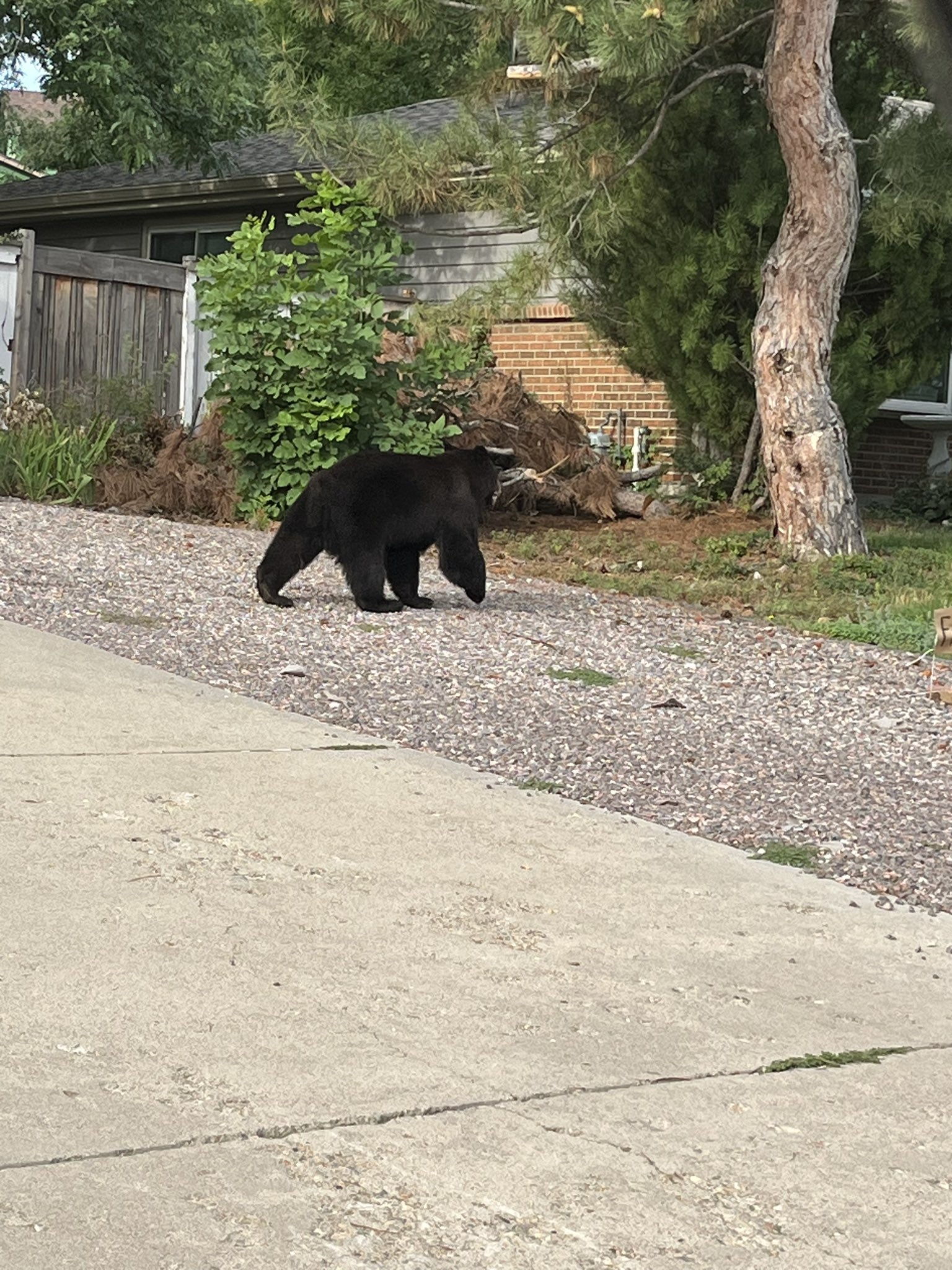 bear in the neighborhood