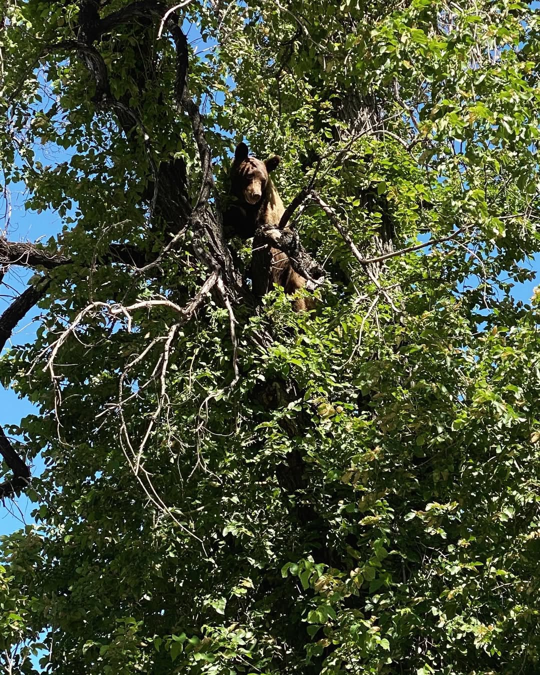 bear on tree