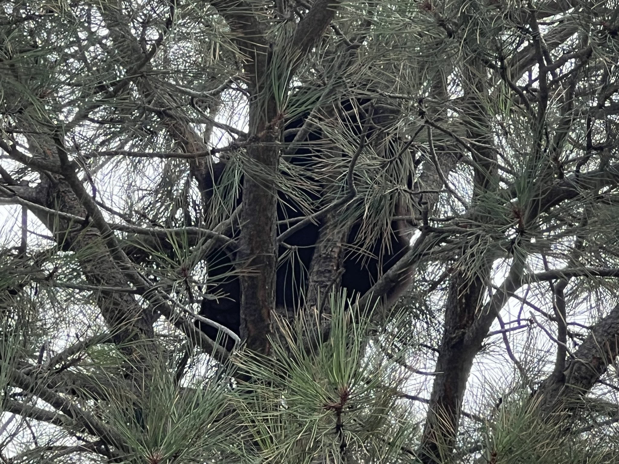 bear spotted on a tree