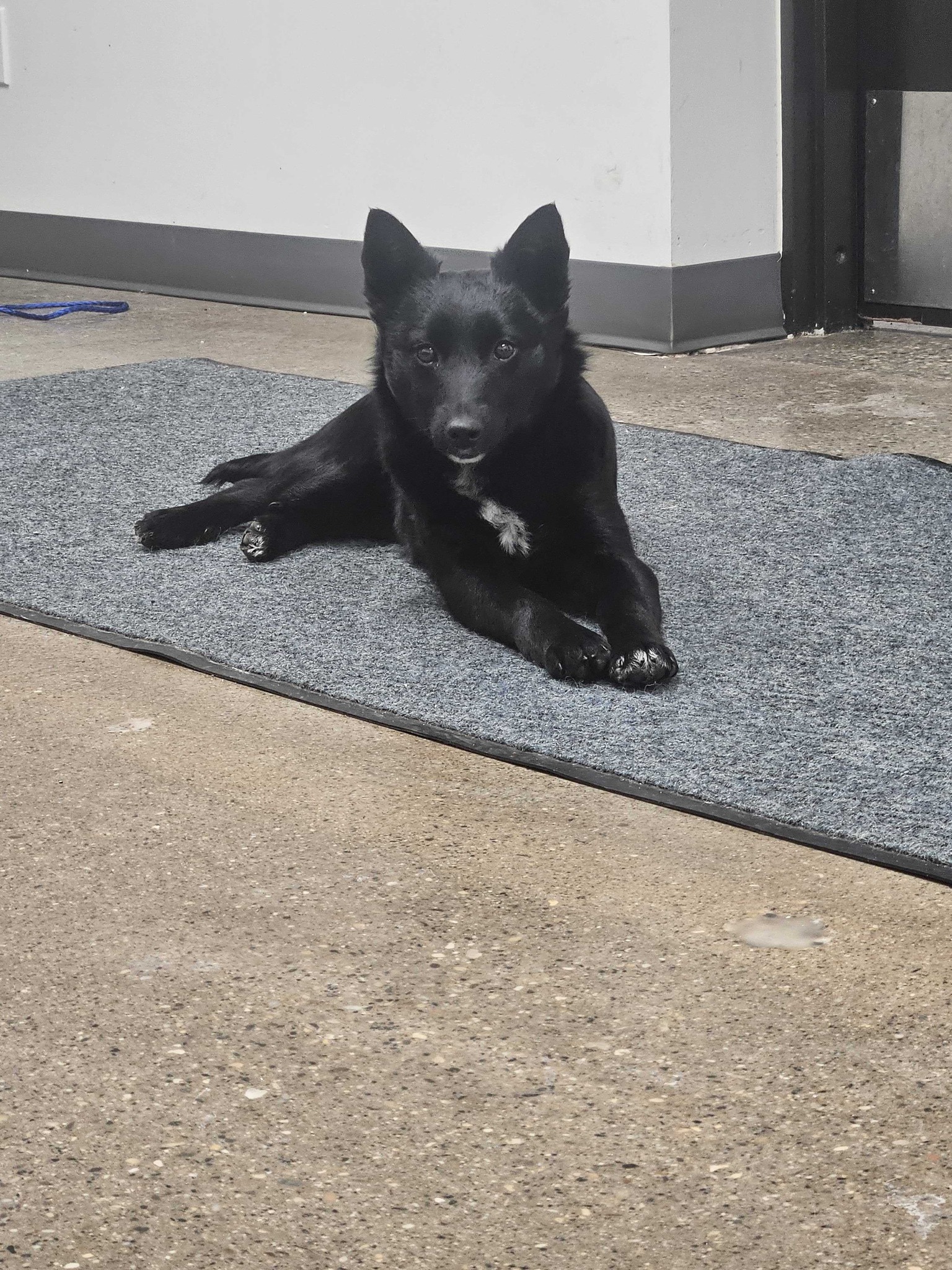 beautiful black pup 