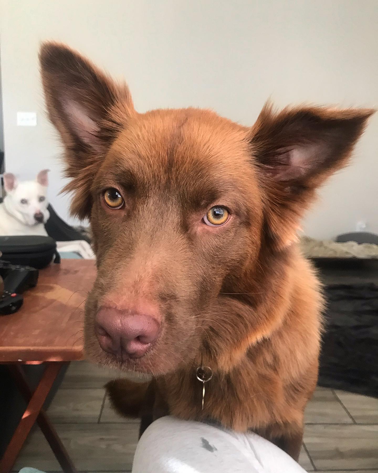 beautiful brown dog