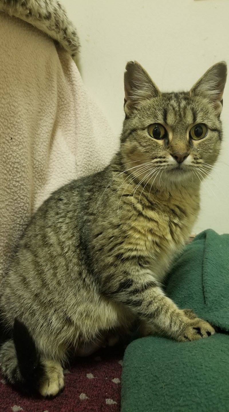 beautiful cat