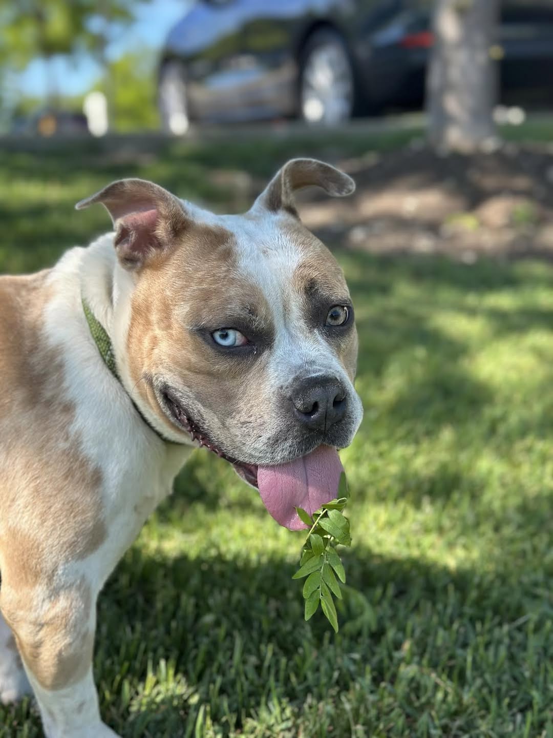 beautiful dog