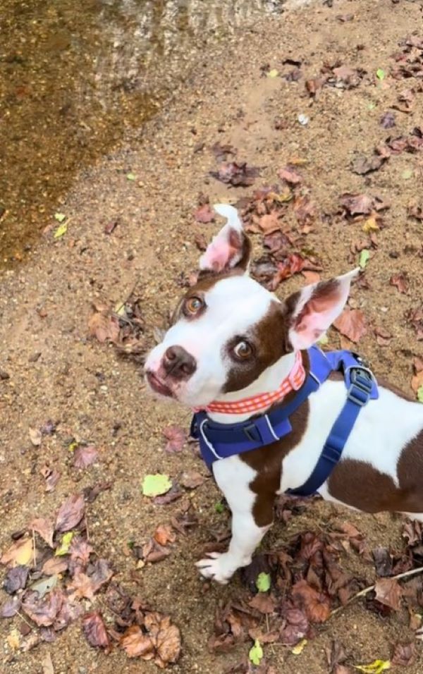 beautiful dog