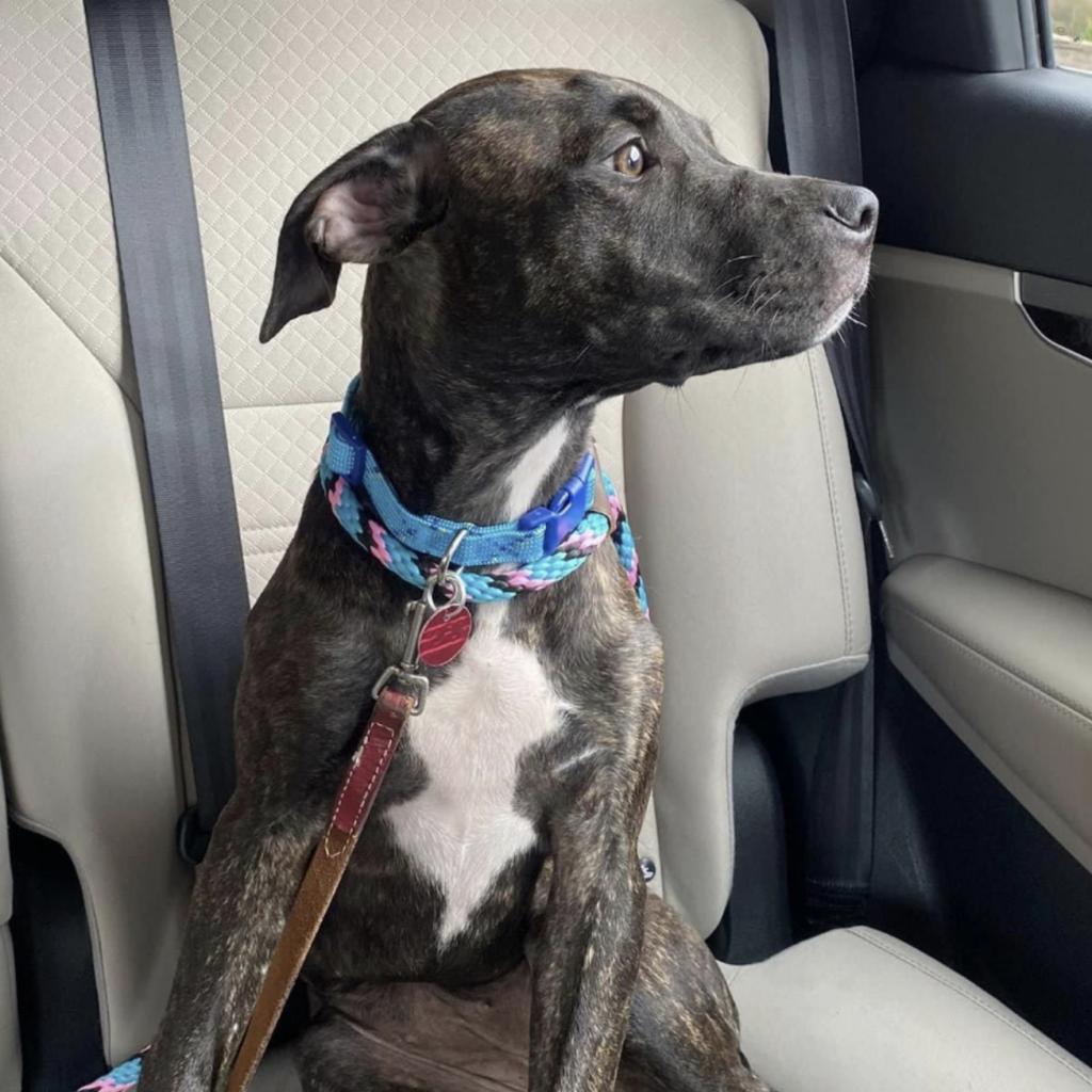 beautiful dog in car
