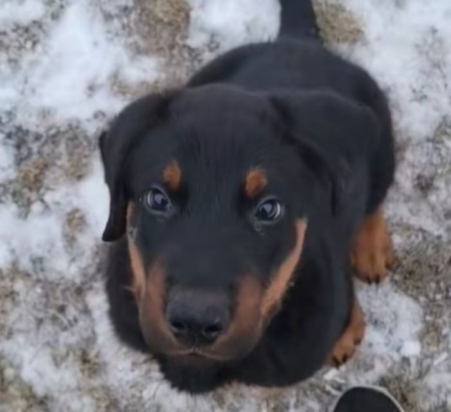 beautiful dog looking up