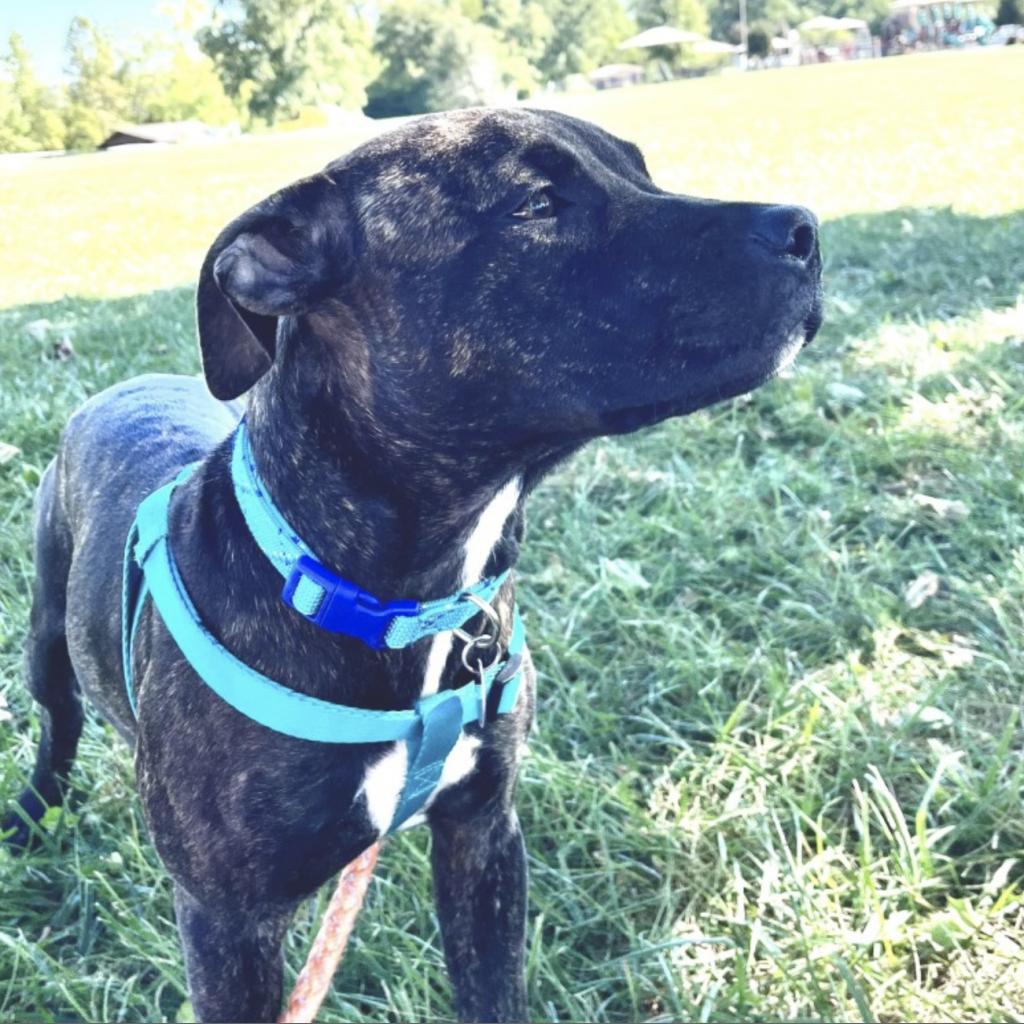 beautiful dog outside