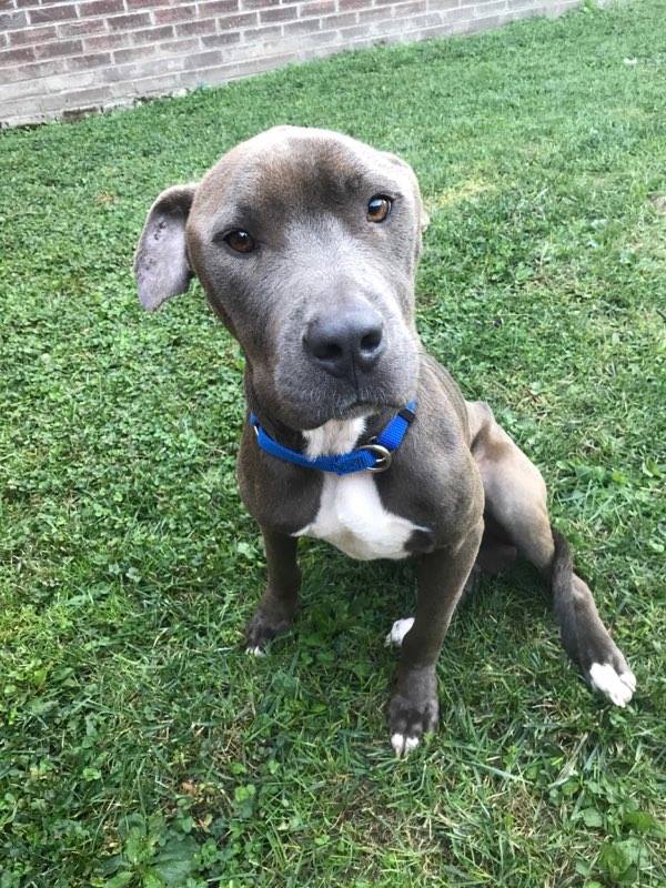 beautiful dog with blue collar