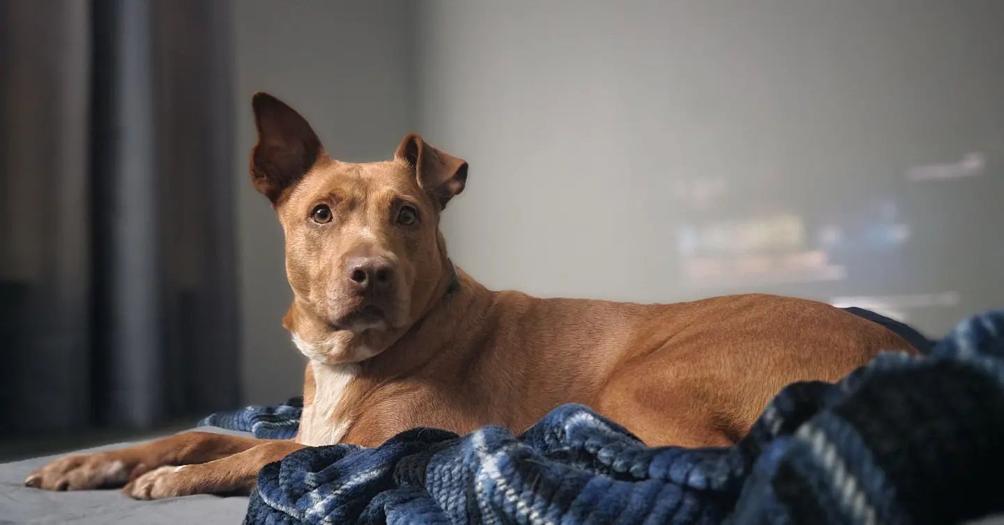 beautiful dog 