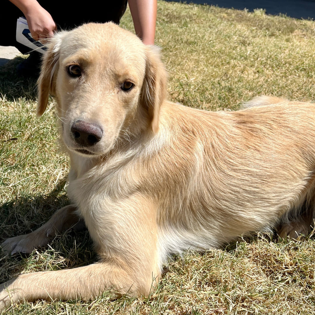beautiful golden pup