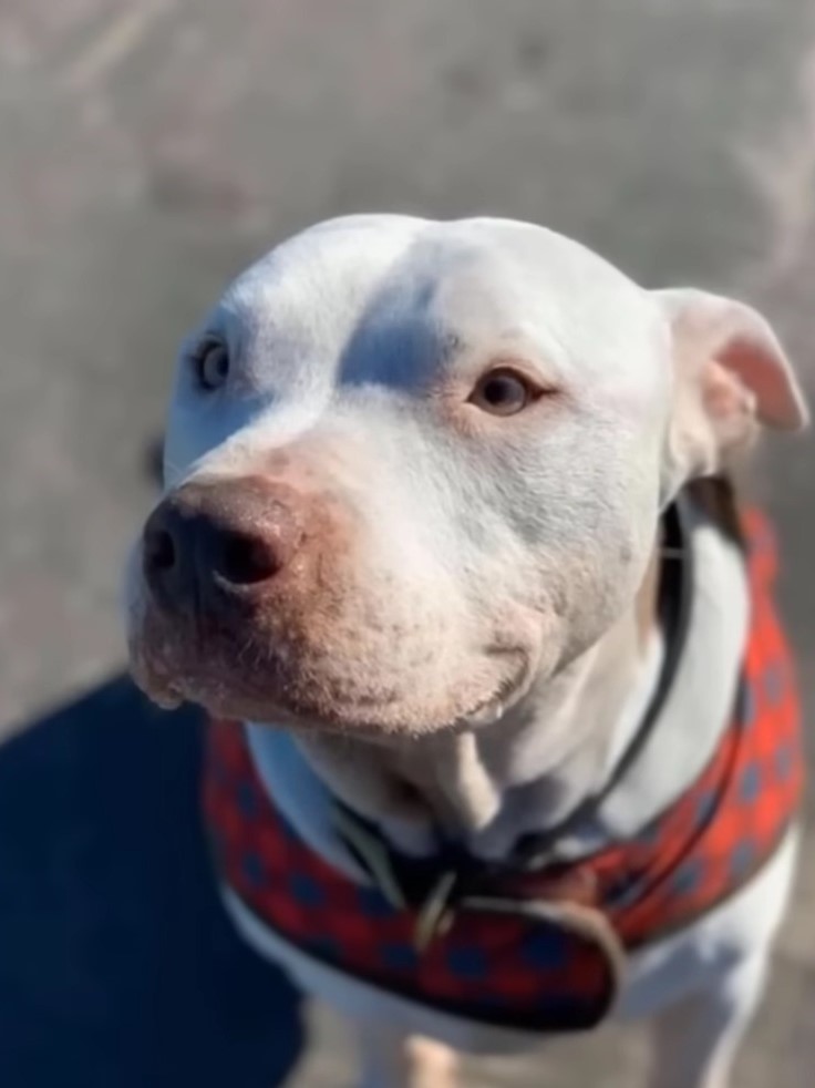 beautiful healed dog 