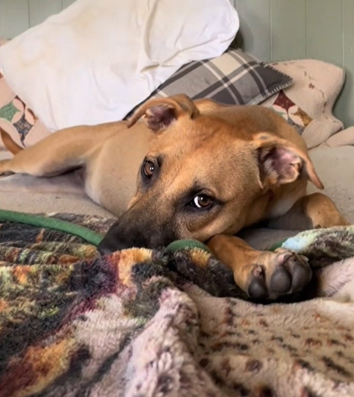beautiful pup lying on the bed