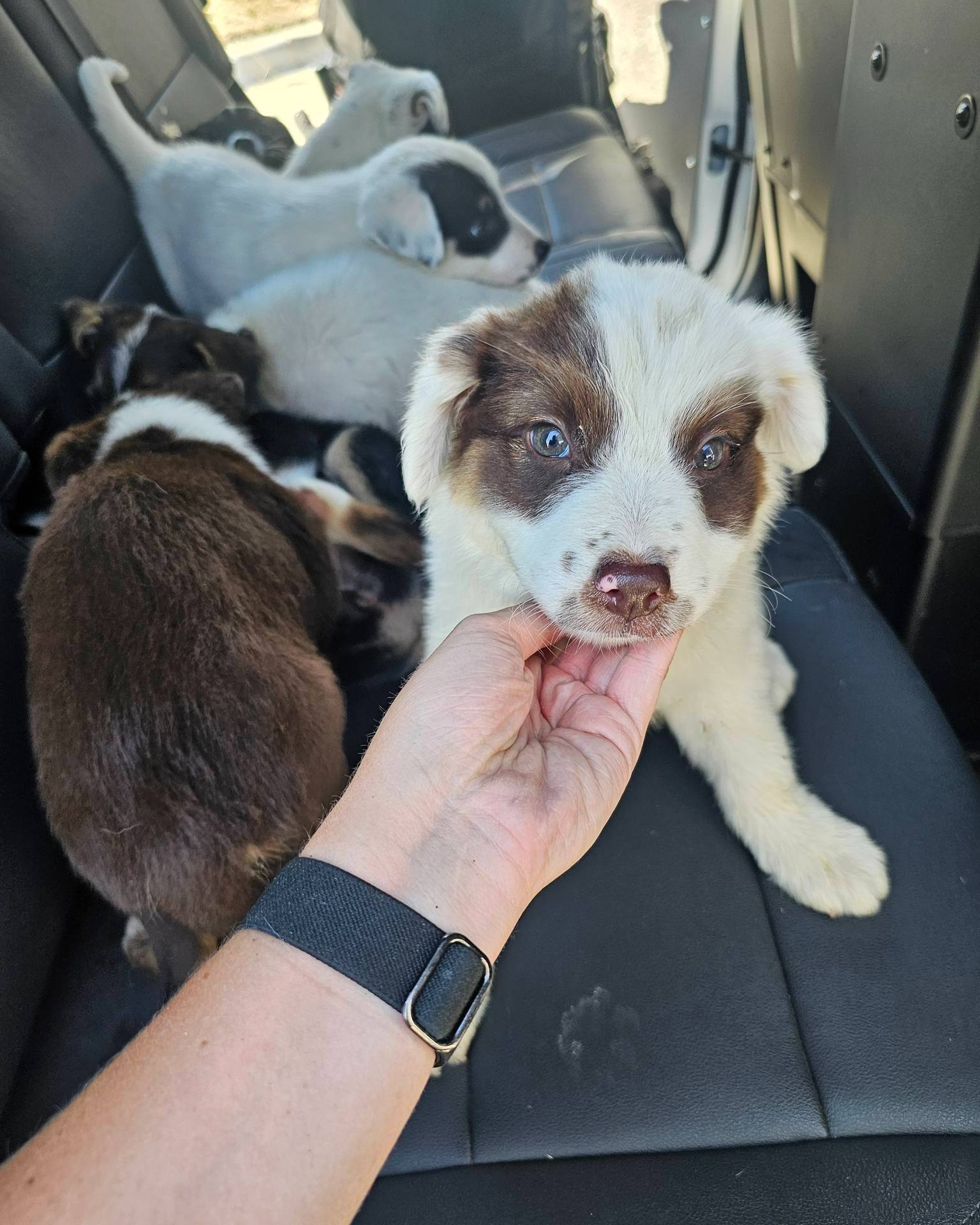 beautiful puppy 