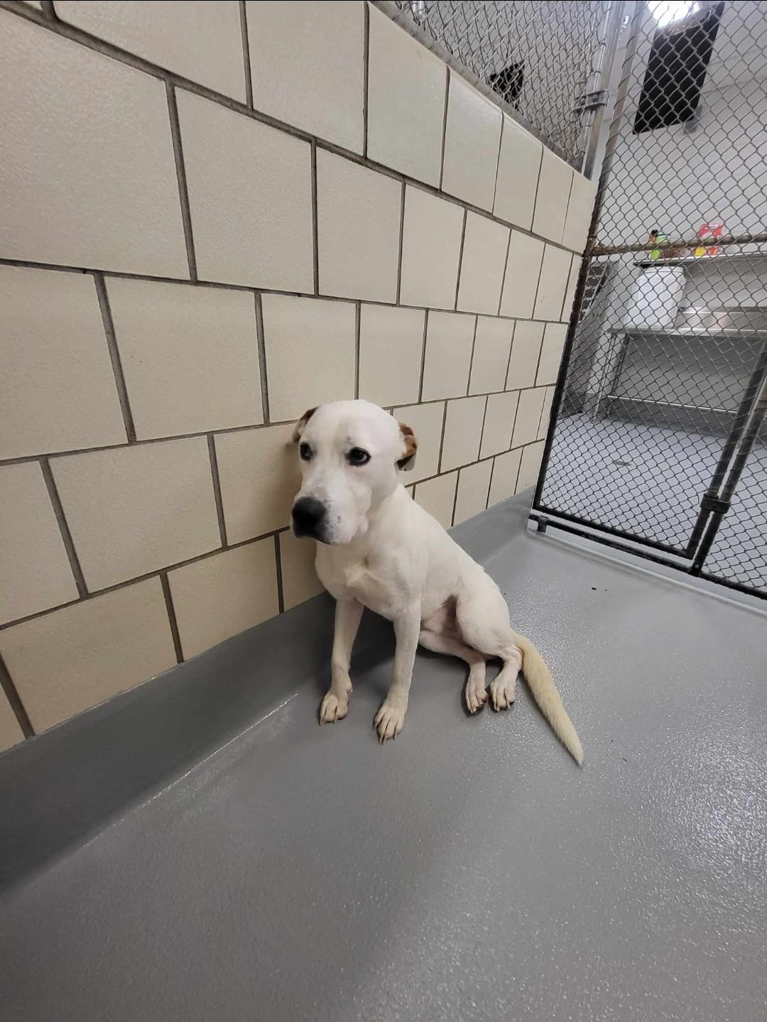 beautiful white dog leaning at the wall