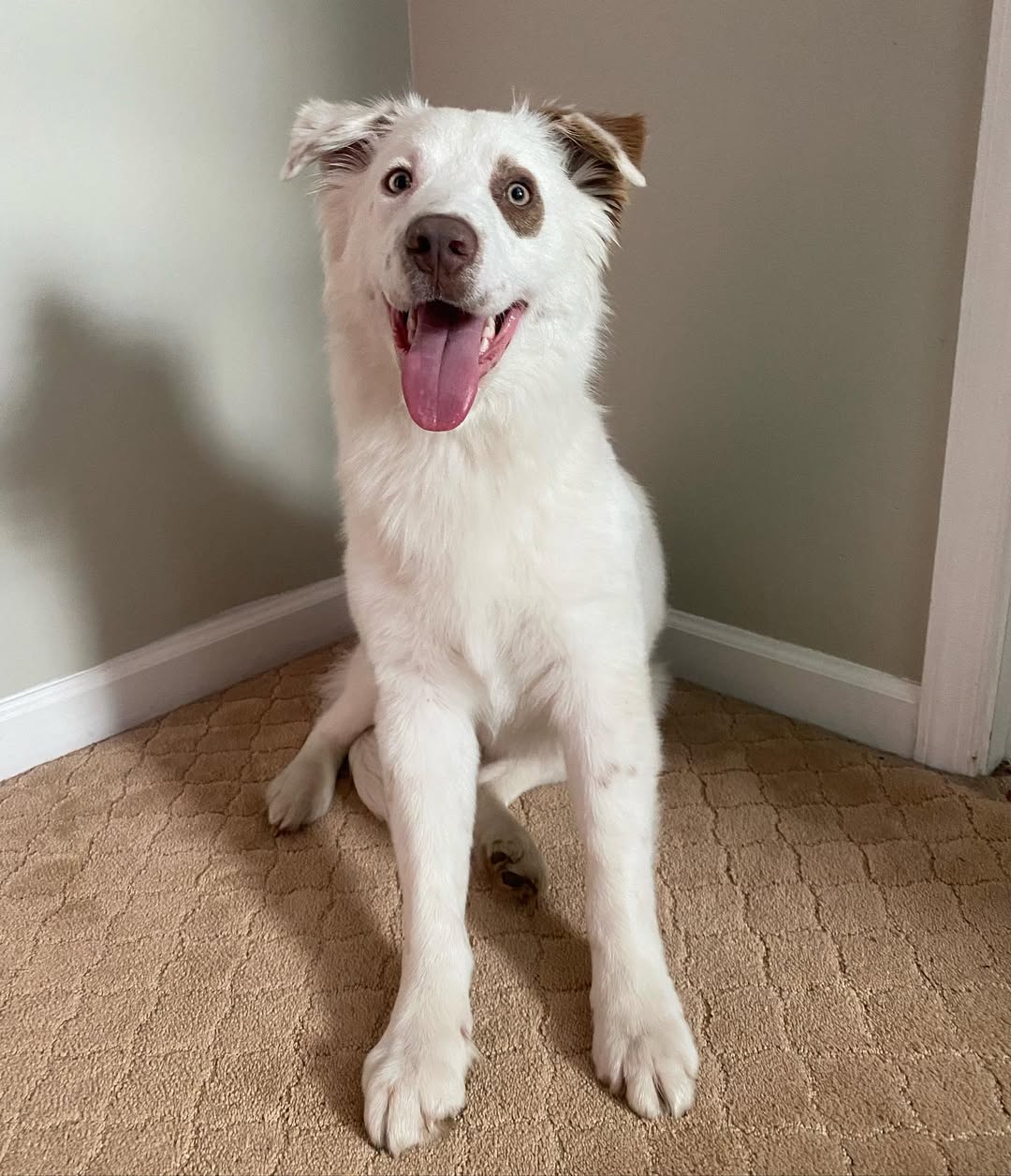 beautiful white dog with brown spots 