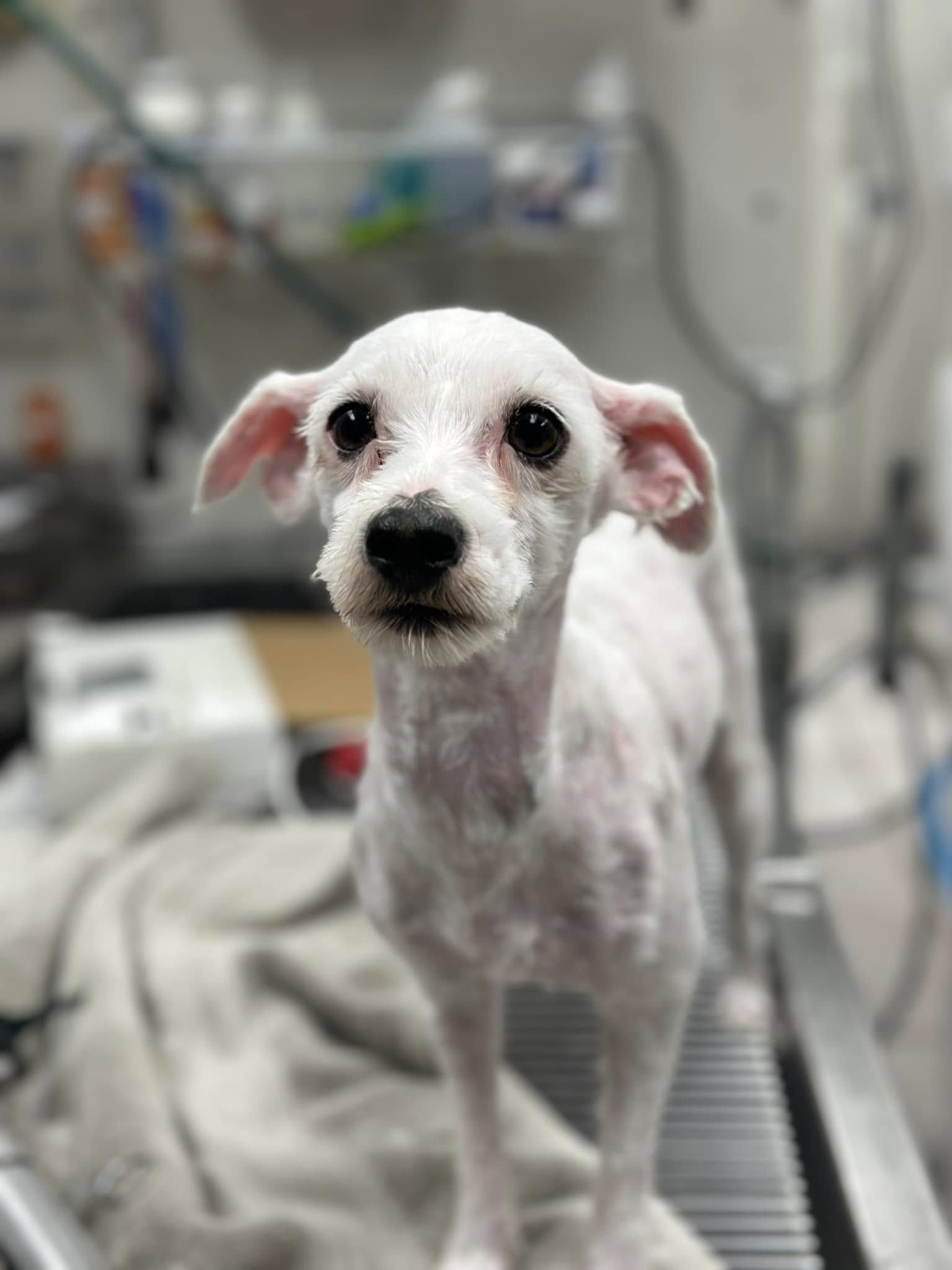 beautiful white shaved and clean pup