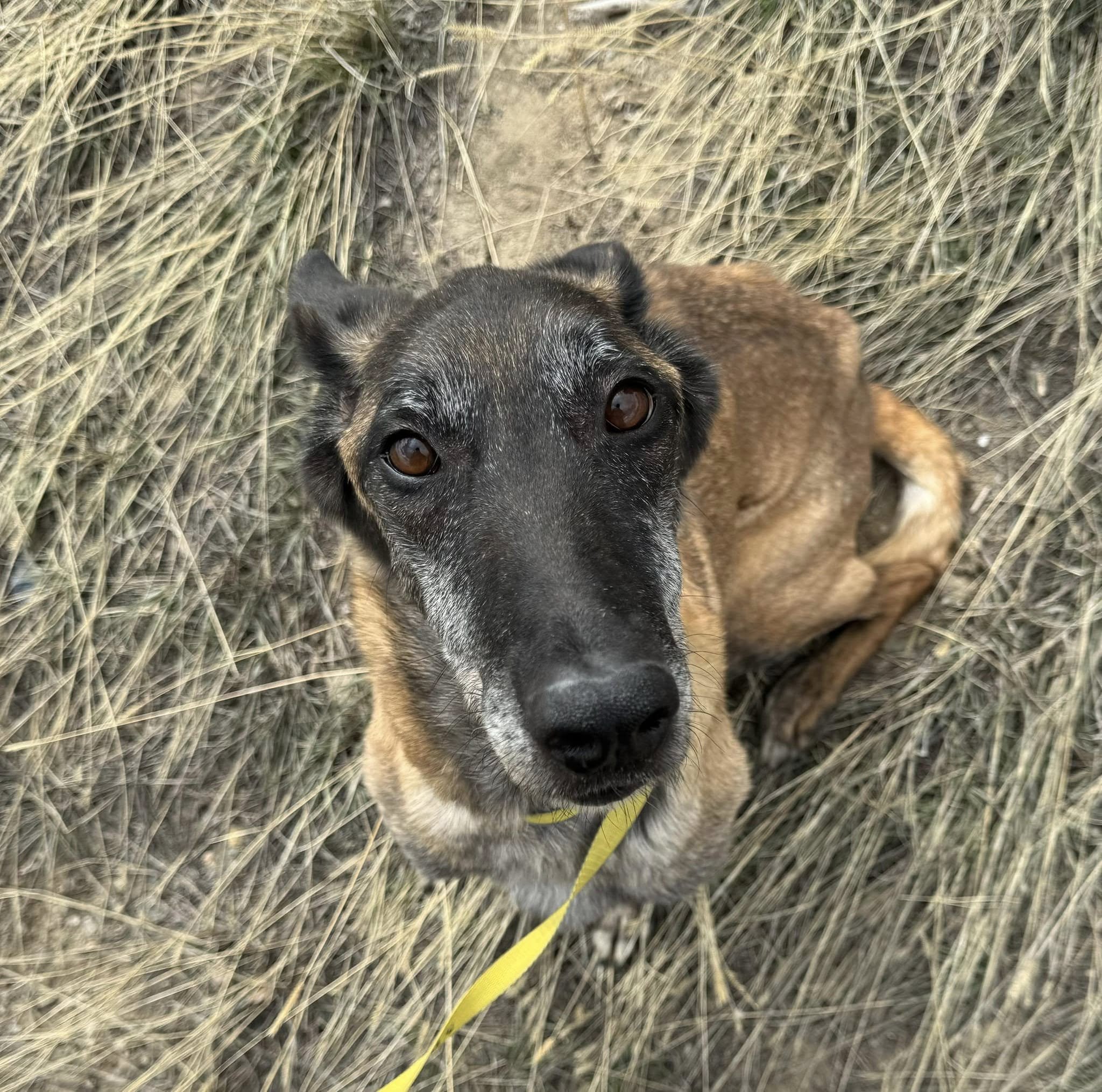 belgian malinois looking up