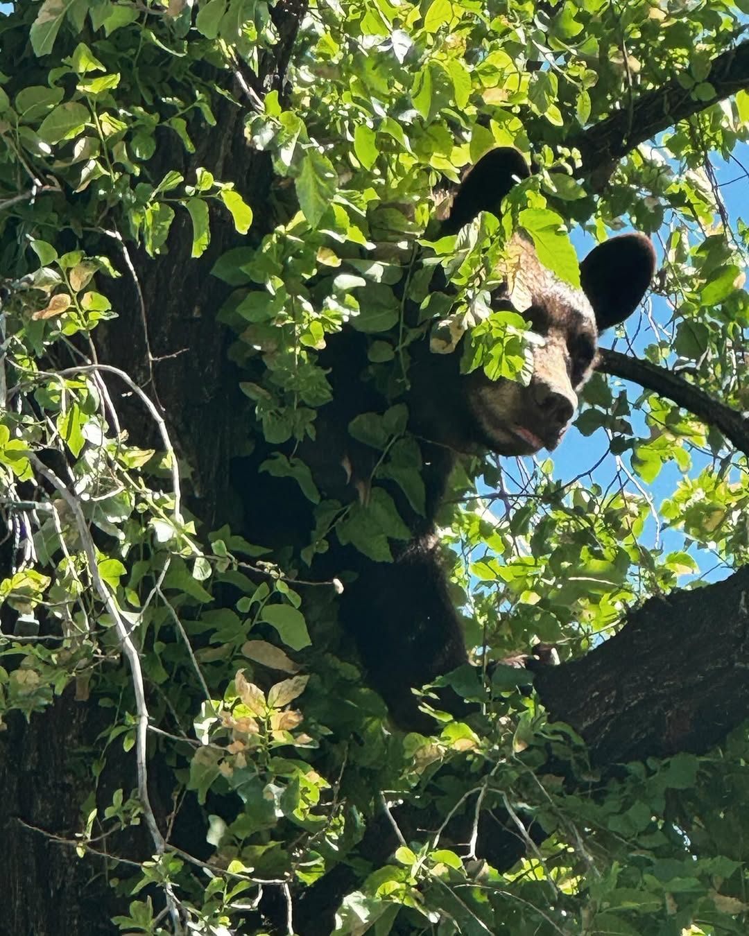 big bear on tree