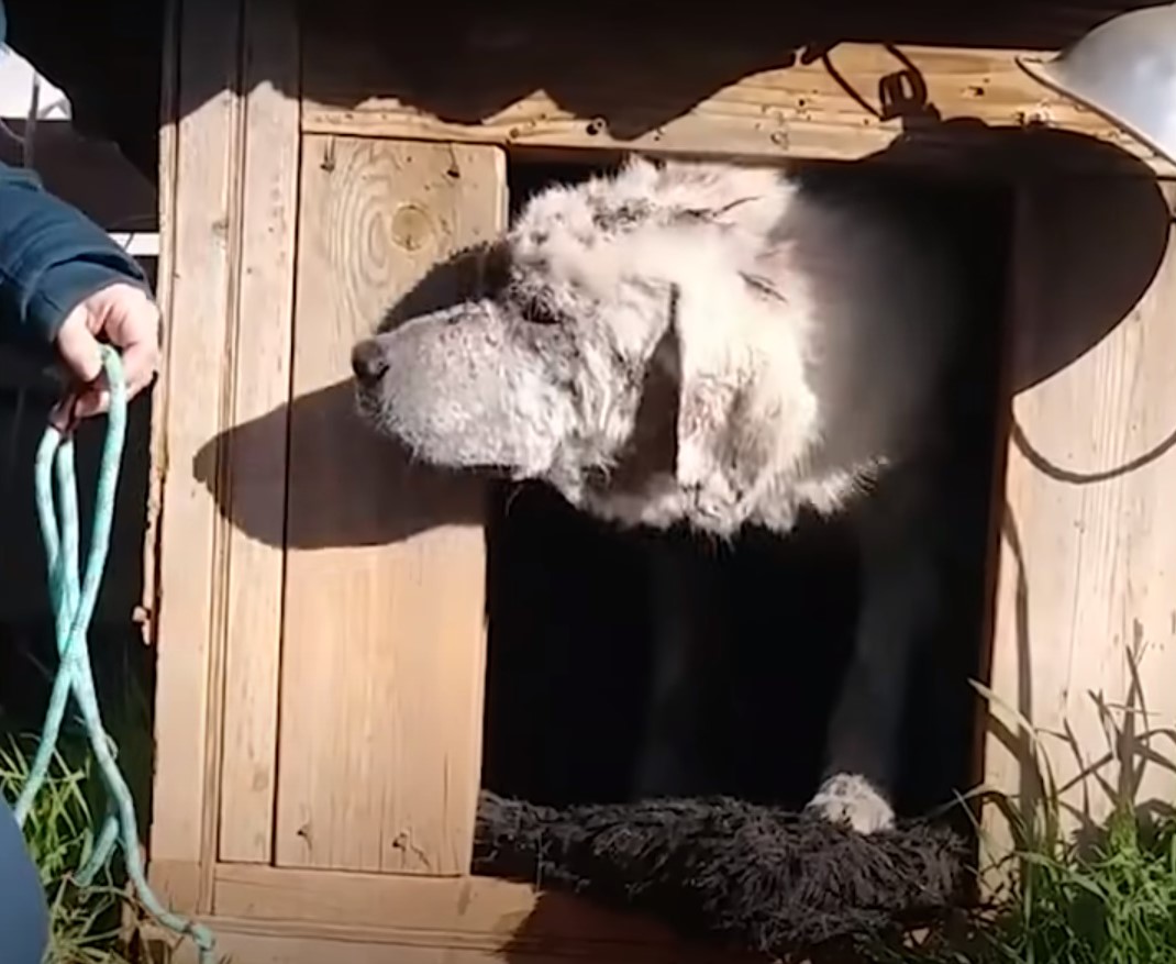 big dog in doghouse