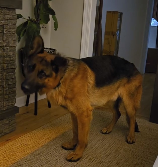 big dog in house