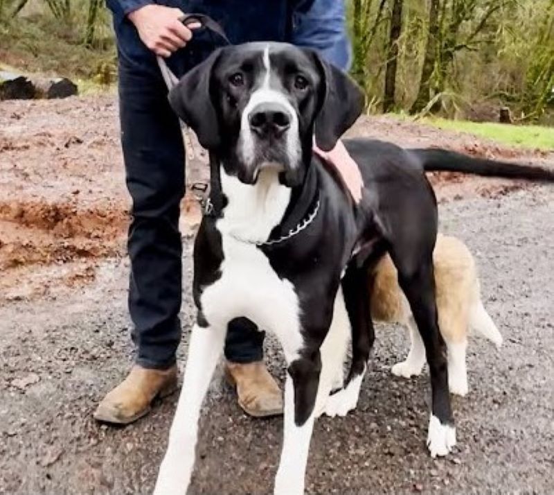 big dog