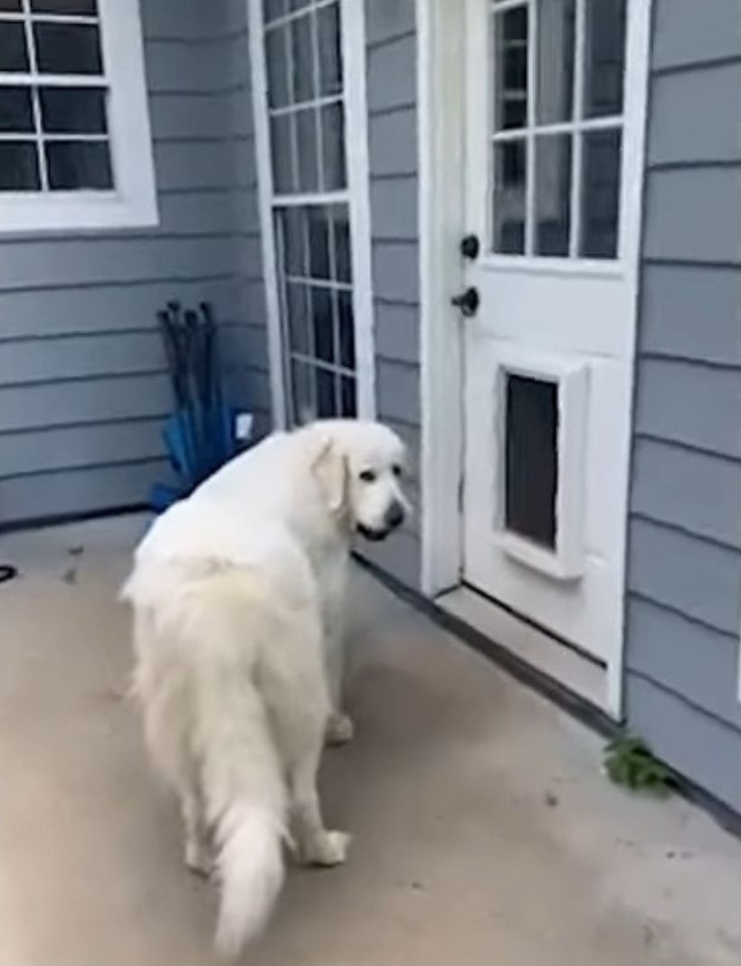 big fluffy dog in front of the door