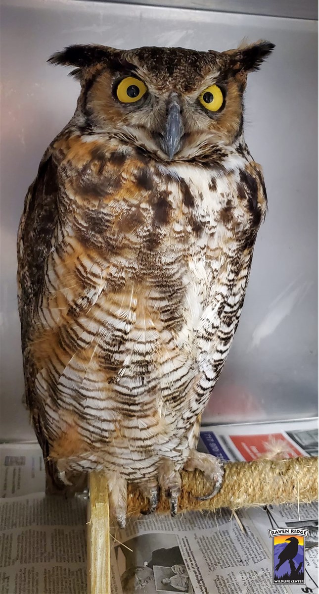 big owl