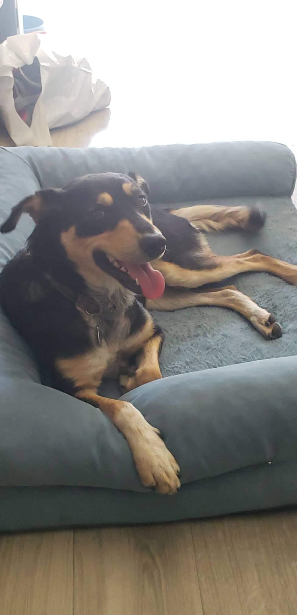 black and brown dog on a couch