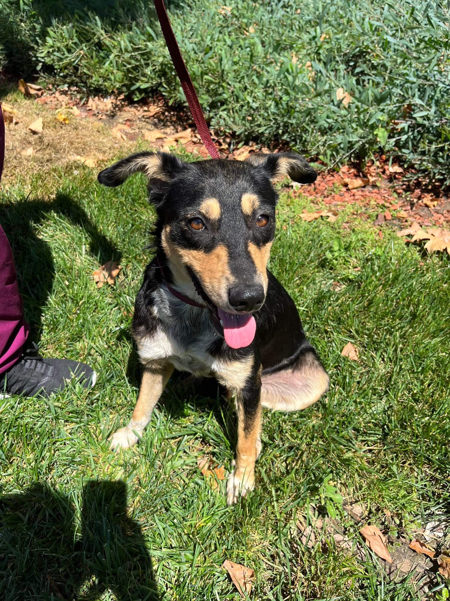 black and brown dog